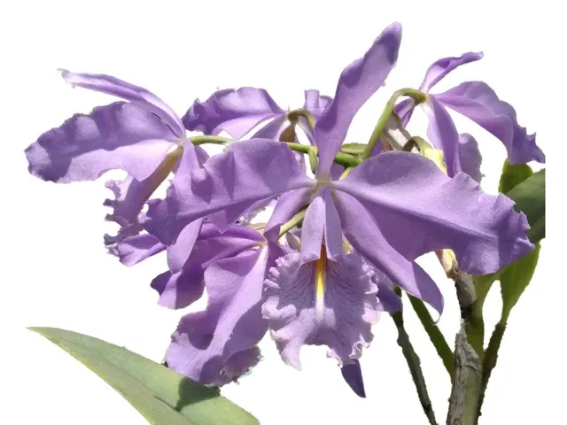 Cattleya maxima f coerulea 'Gigi'