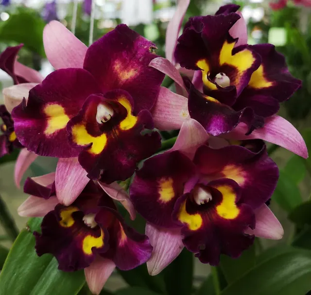 Cattleya Chomyong Beauty (Cattleya)