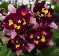 Cattleya Chomyong Beauty Blooming Size