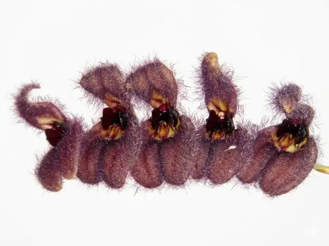 Stelis tarantula (Stelis)