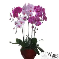5 phalaenopsis in 1 pot