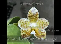 Phal. YangYang Sweet Angel (Zheng Min Diamondback x gigantea var alba ' Ta-Wei ')
