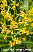 Vanda testacea