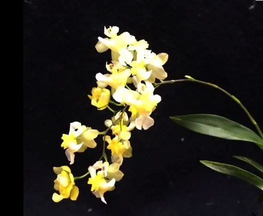 Oncidium Chian Tzy Chiou Ping 'TOW'