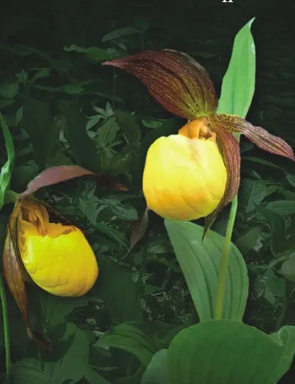 Cypripedium Lothar Pinkepank
