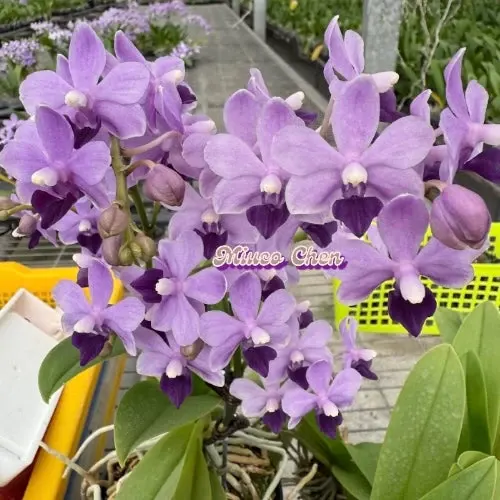 Phalaenopsis Tzu Chiang Sapphire 'Deep Purple' (Phalaenopsis)