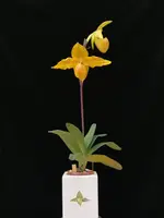 Paphiopedilum Dollgoldi (rothschildianum ‘Huei’ x armeniacum fma flavum ‘from Jing Yang’)