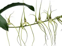 Brassia arcuigera