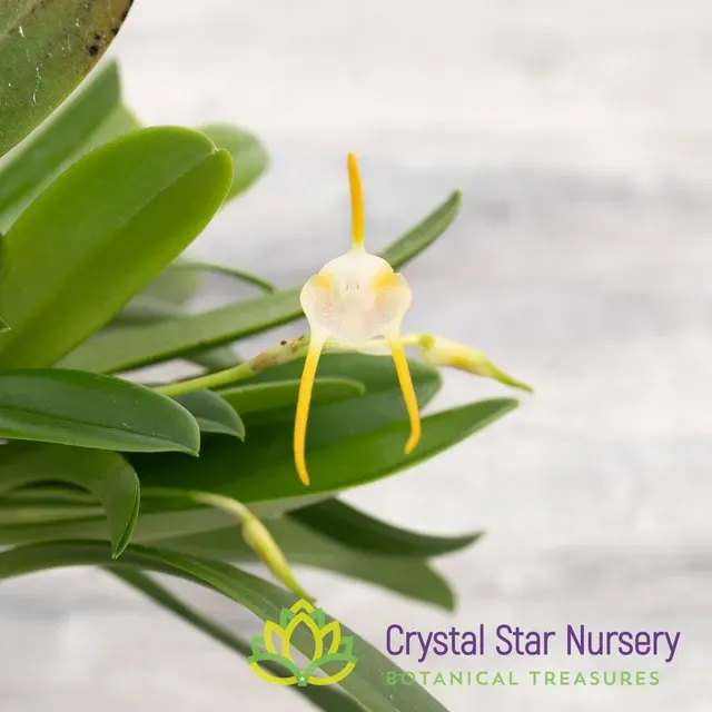 Masdevallia Mejiana X Geminiflora (Masdevallia)