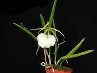 Brassavola nodosa 'Susan Fuchs' FCC/AOS