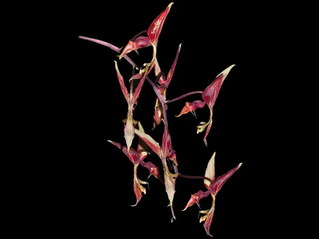 Gongora claviodora