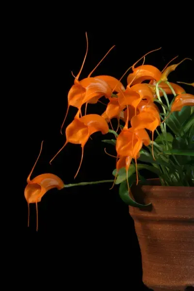 Masdevallia hirtzii (Masdevallia)