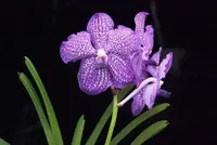 Vanda, Grower's Choice