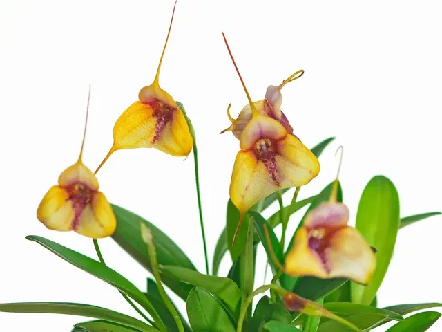Masdevallia chaparana (Masdevallia)