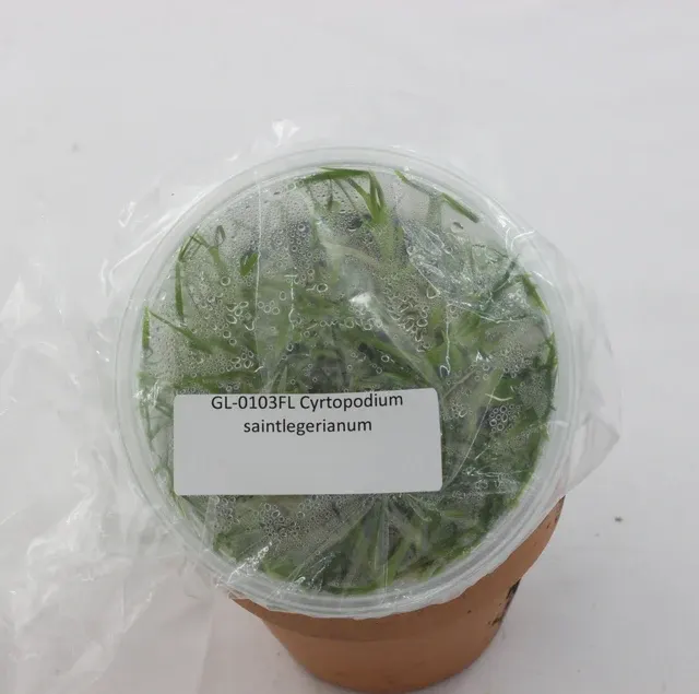 Cyrtopodium saintlegerianum (Cyrtopodium)