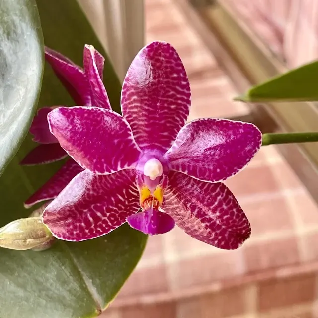 Phalaenopsis Sogo Grape × Lueddemanniana