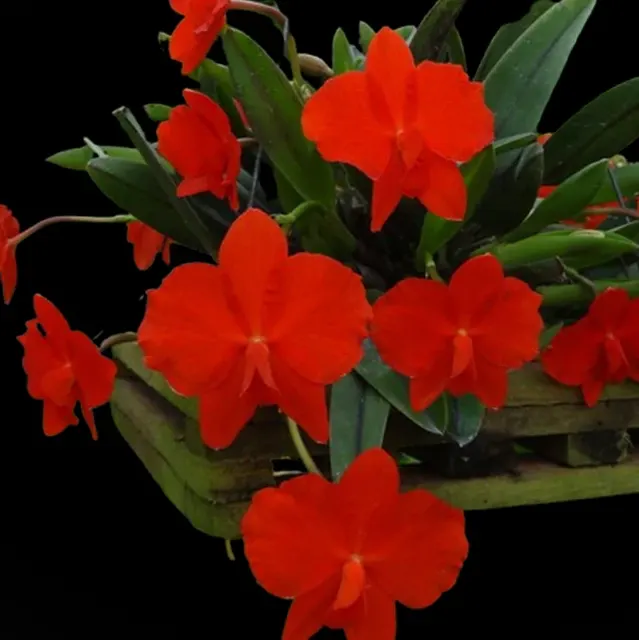 Sophronitis coccinea var miniata '朱红'