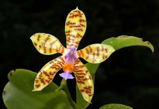 Phalaenopsis fasciata