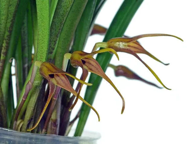 Masdevallia rigens (Masdevallia)