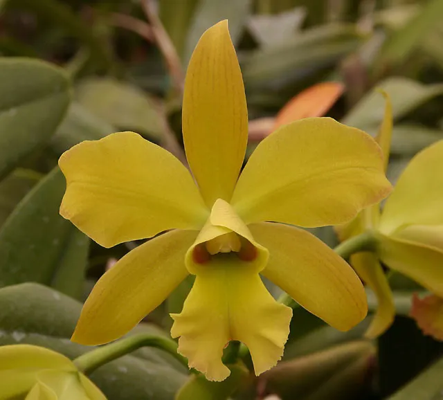 Brassolaeliocattleya Pennsylvania Spring '#3' (Brassolaeliocattleya)