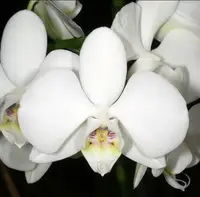 Bloomify Live Phalaenopsis amabilis (White Moth Orchid)-Elegant Indoor Blooming Plant, Easy Care Houseplant, Beginner-Friendly