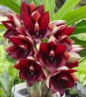 Catasetum Penang Blooming Size