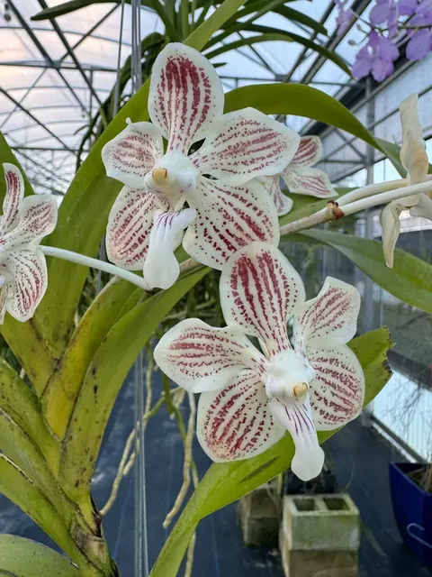 Vanda jennae (Vanda)
