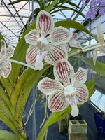 Vanda jennae (Seedlings)