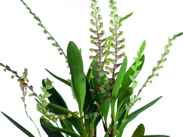 Stelis grandibracteata (Stelis)