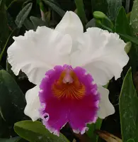 Bc. Mount Anderson 'Titanic' AM/AOS