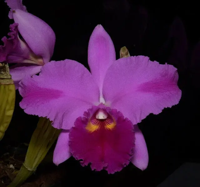Cattleya Brian Wheeler 'Grandson'