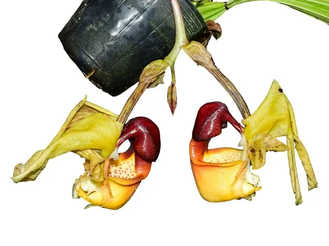 Coryanthes verrucolineata (Coryanthes)