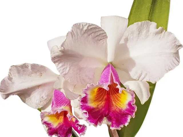 Rhyncholaeliocattleya Edith North
