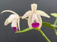 Cattleya intermedia ‘Zoots’- blooming size