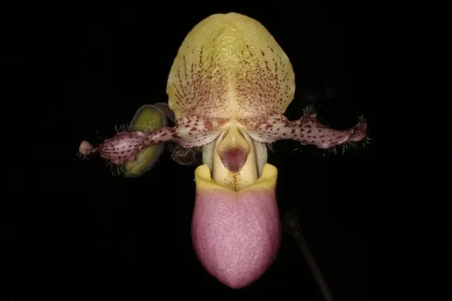 Paphiopedilum moquetteanum x sib (Paphiopedilum)