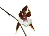 Oncidium cariniferum