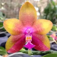 Phal. Dragon Tree Eagle X Phal. Hannover Passion
