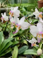 Doritis pulcherrima "Marbled Leaves"