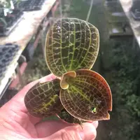 Dossinia marmorata — blühfähige Pflanze