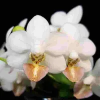 Phalaenopsis Formosa Dream 'Wilson'