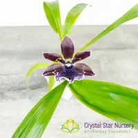 Zygonisia Cynosure 'Blue Bird' x Zygo. Blue Hawaii 'Black Velvet' (6777)