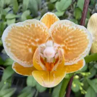 [Bare-root][AS-IS] #PA# Phal. Golden Lava [2.4" BS][Sept in stock 26]