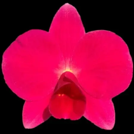 Cattleya Orpetii 4n X 4n 'Kathleen No 3'