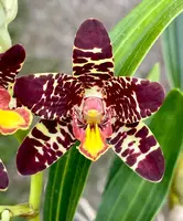 Ansellia africana (‘Leo' x 'Hosana')