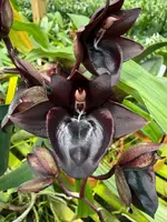Catasetum