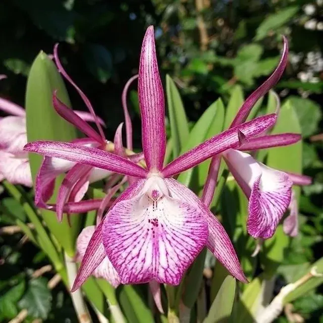 Brassocattleya Tsiku Archangel *parfumata 'Yuan Dung' (Brassocattleya)