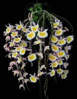 Dendrobium Primulinum – Mounted