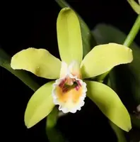 Cattleya luteola