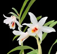 Dendrobium fuerstenbergianum