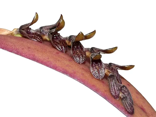 Acianthera pubescens (Acianthera)